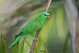 Scaly-breasted Lorikeetborder=